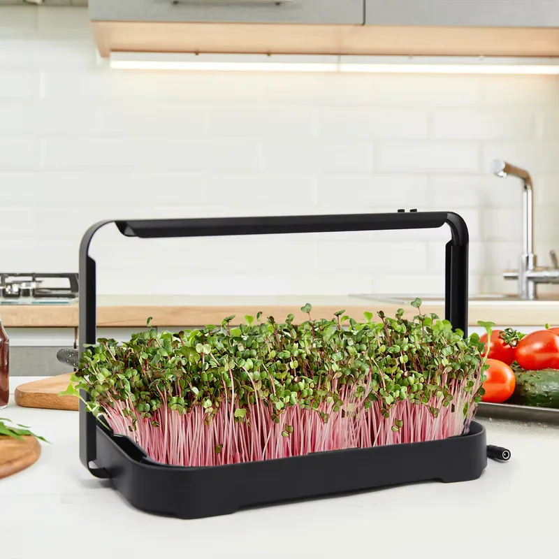 Smart Garden Kit - Taca hydroponiczna do uprawy mikrolistków w