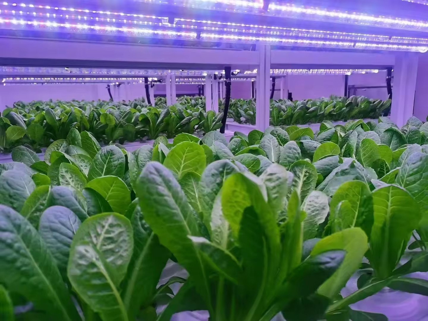 System hydroponiczny wieżowy d – Hydroponic Tower recenzja i cena