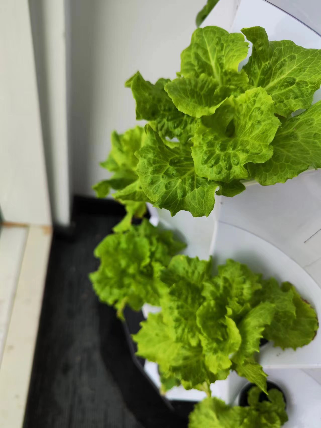 Automatyczne systemy nawadnian – Hydroponic Tower recenzja i cena